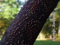 [Nectriaceae]